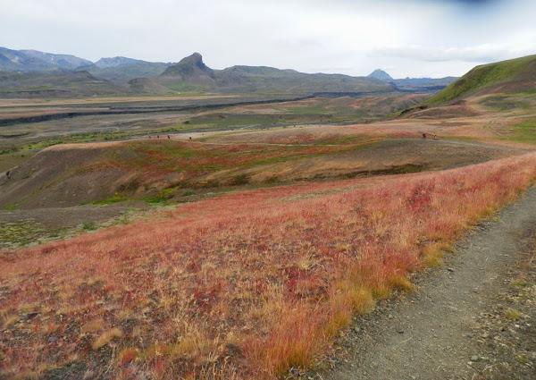 Paisaje-de-flores-espectacular-cerca-de-Thorsmörk