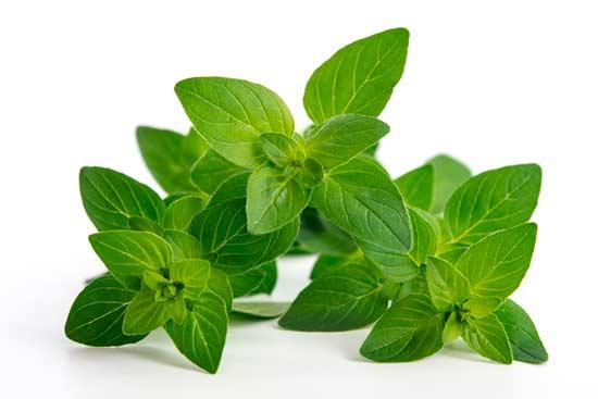 Oregano