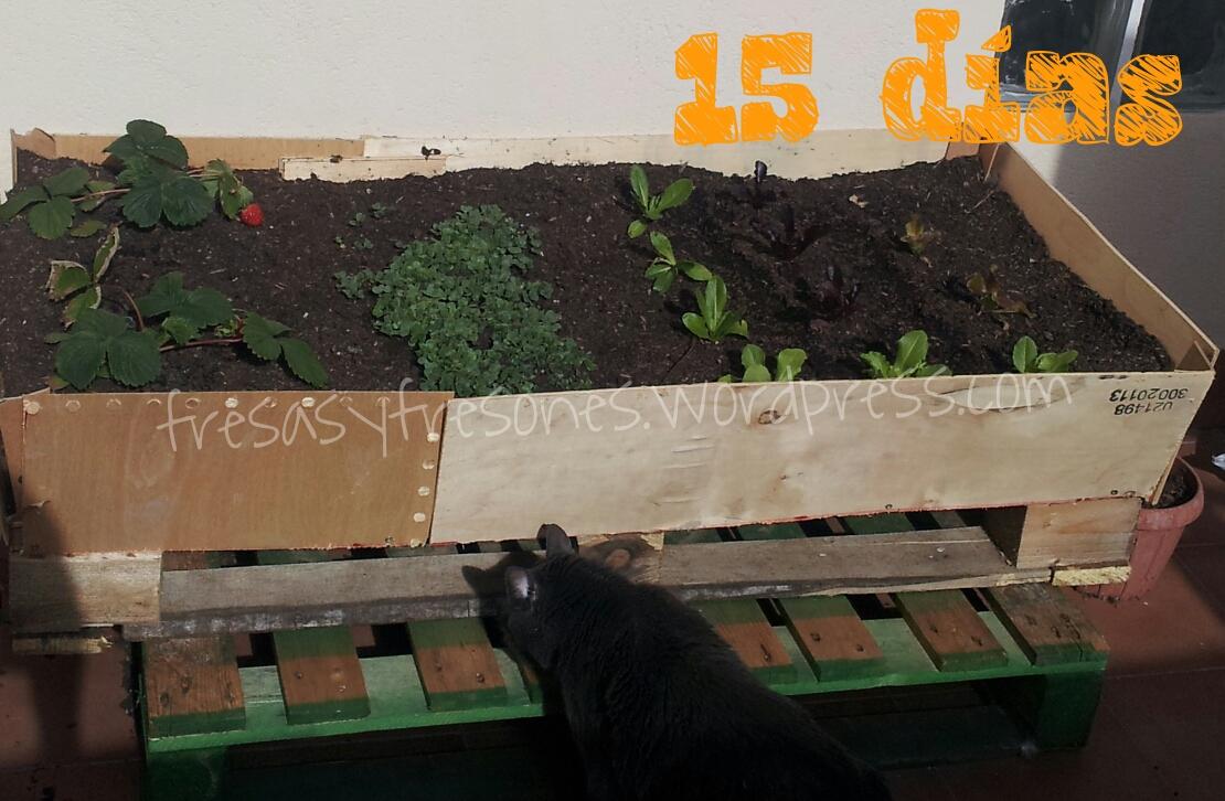 huerto urbano 15 dias