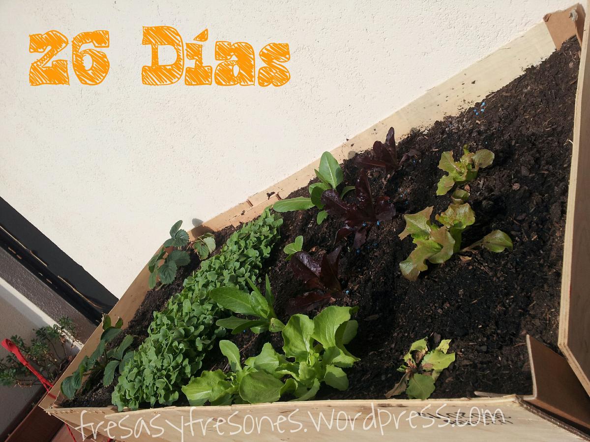 huerto 26dias