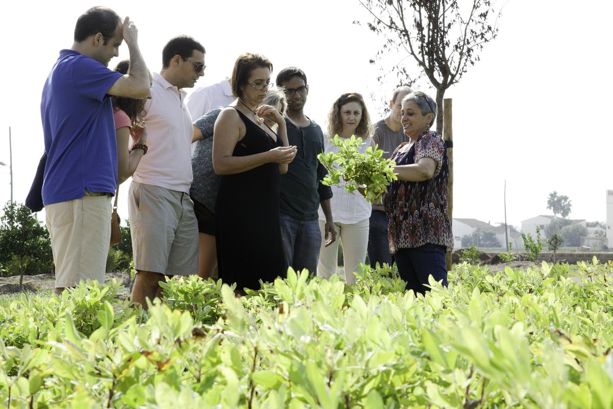 Cacau del collaret en la huerta valenciana - reciclado creativo