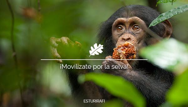 Movilizate por la selva Instituto Jane Goodall chimpances