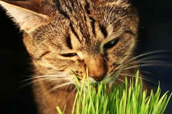 Qué Plantas No Son Toxicas Para Los Gatos