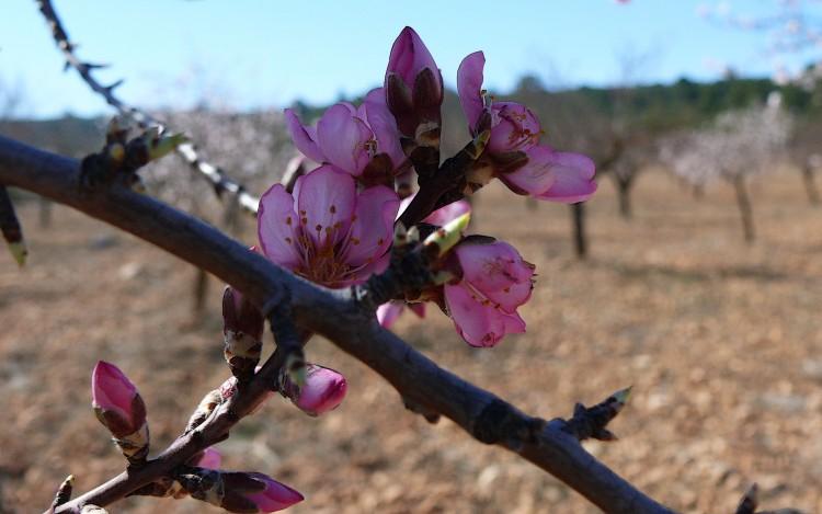 Flores de almendro