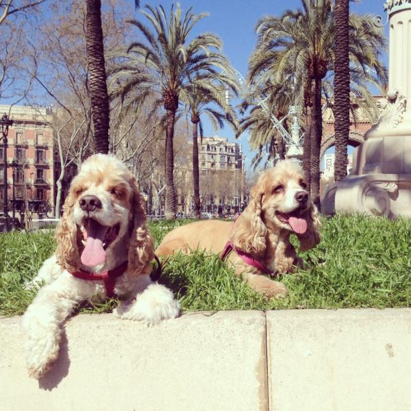 cherry adam dogsitter