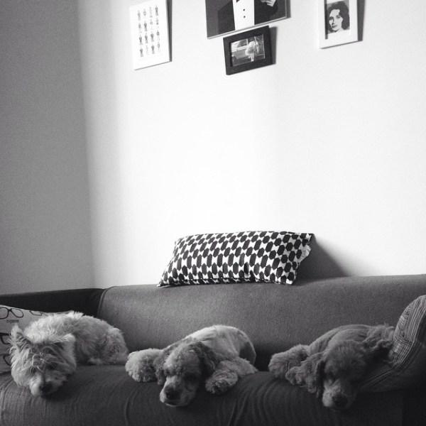 cherry adam dogsitter