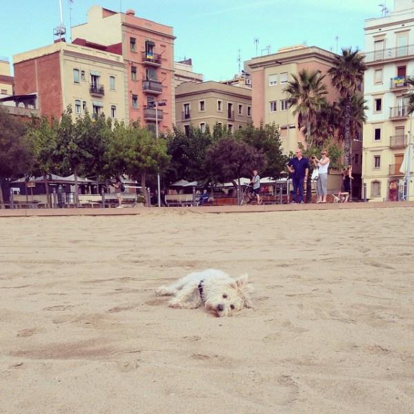 cherry adam dogsitter