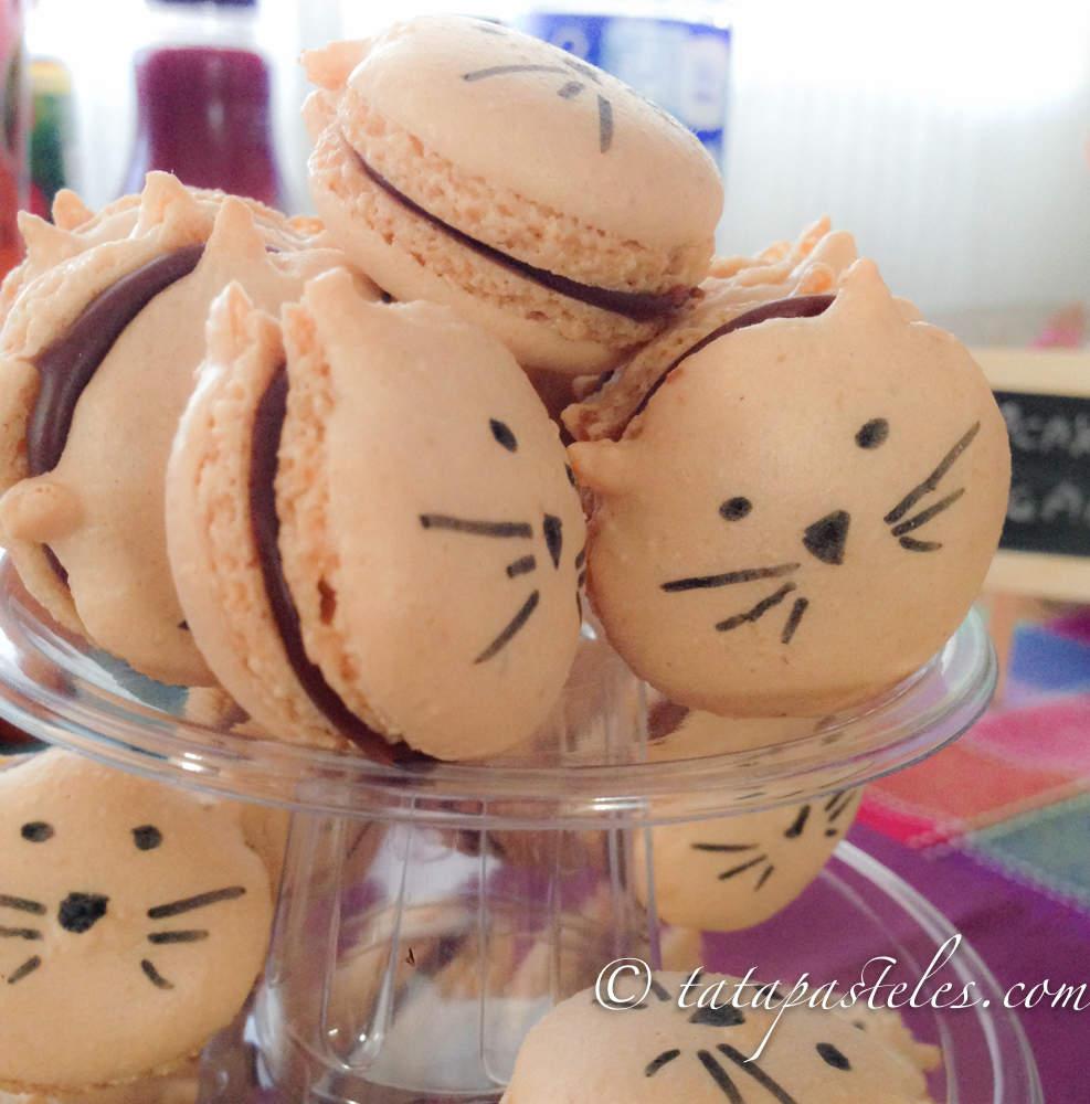 Macarons gatos