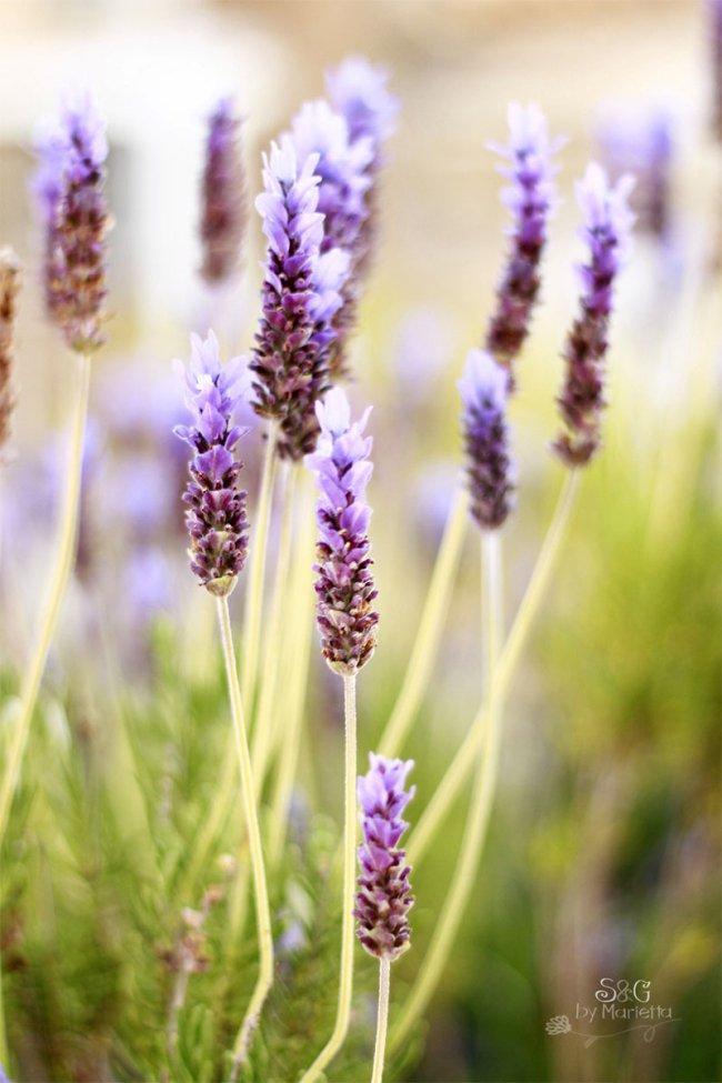 Fotos-Lavanda-mg