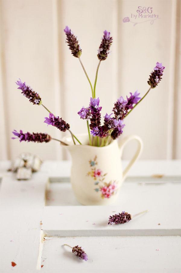 Ramo-de-lavanda-mg