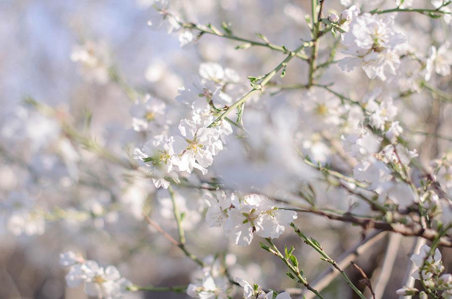 AlmendroEnFlor