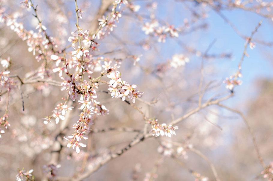 CirueloEnFlor-OEsOtro