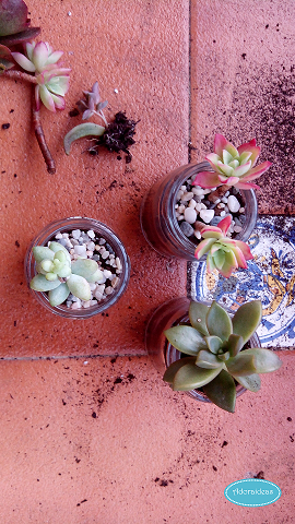 suculentas-cactus-reciclaje-terrario-adoraideas-5