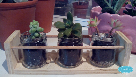 suculentas-cactus-reciclaje-terrario-adoraideas-6
