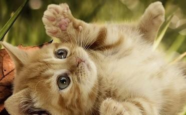 Productos ecológicos para Mascotas