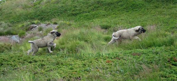 DRZ400. Los balcanes Patarránicos. Trail forever. (V)