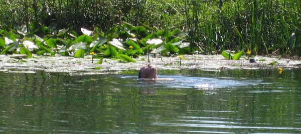 DRZ400. Los balcanes Patarránicos. Trail forever. (V)