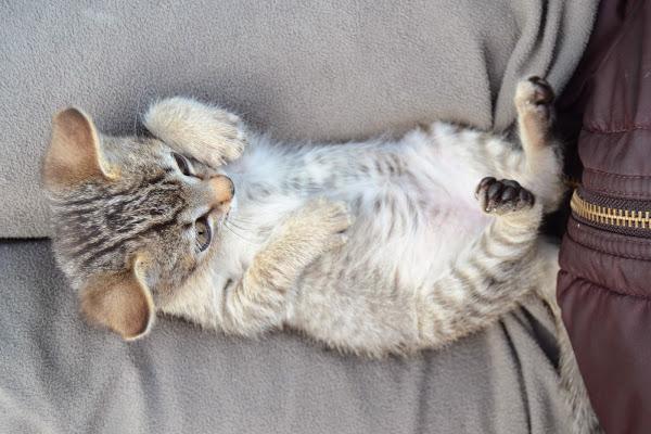 El placer de disfrutar de mis animalitos