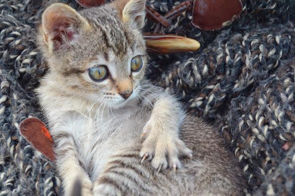 El placer de disfrutar de mis animalitos