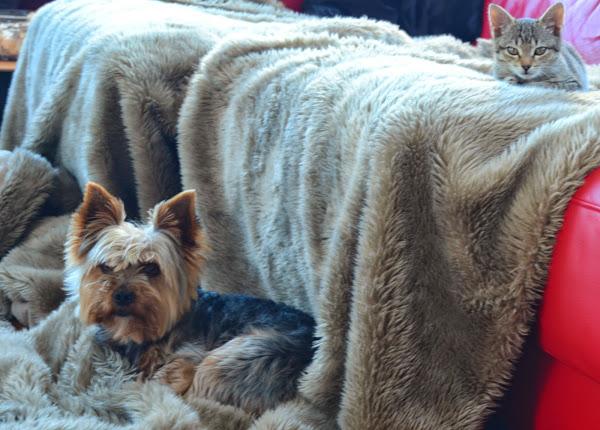 El placer de disfrutar de mis animalitos