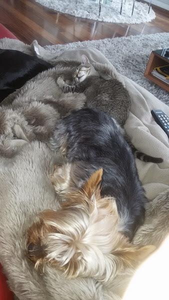 El placer de disfrutar de mis animalitos