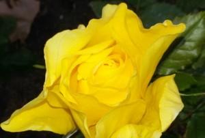 PODA DE ROSALES 1 DON JARDIN