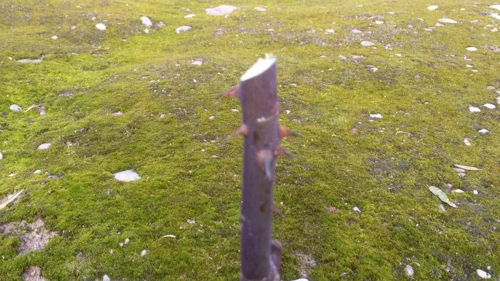 ramas fuertes de las rosas mantenimeinto madrid