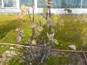 ramas fuertes de las rosas mantenimeinto madrid 2