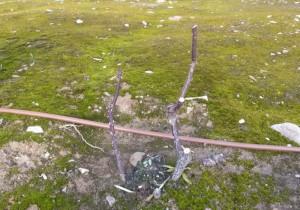 ramas fuertes de las rosas mantenimeinto madrid 3