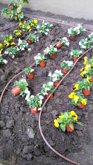 Plantar las plantas don jardin