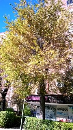 Olmo enfermo mantenimiento de los olmos madrid