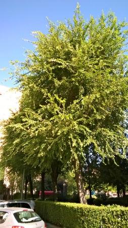 Olmo sano mantenimiento de los olmos madrid