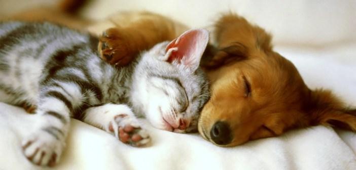 aloe-vera-para-mascotas