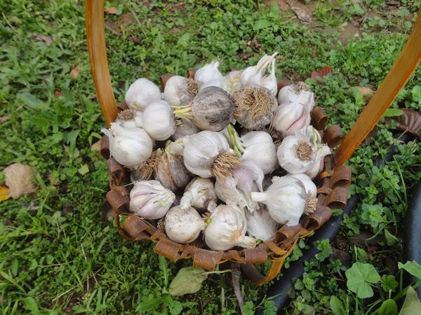 CABEZAS DE AJOS BROTADAS