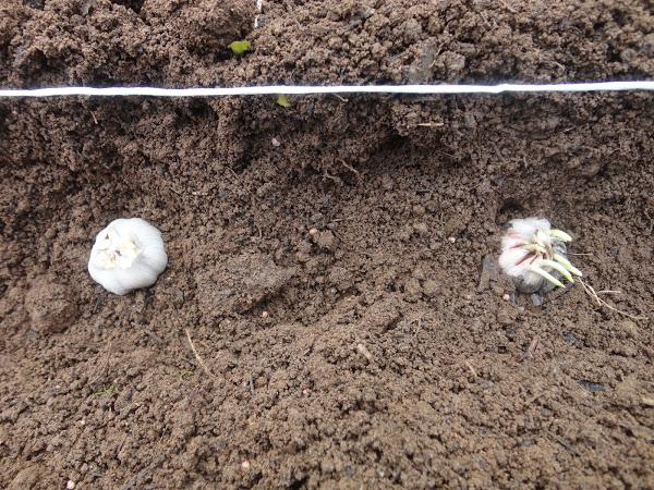 CABEZAS DE AJOS EN EL SURCO