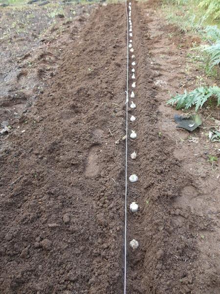 CABEZAS DE AJOS EN EL SURCO