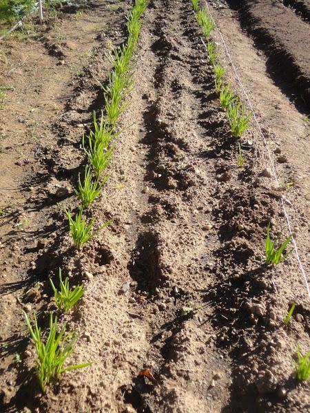 SURCOS DE AJETES BROTADOS
