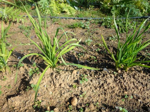 PLANTA DE AJETE CON DOS MESES