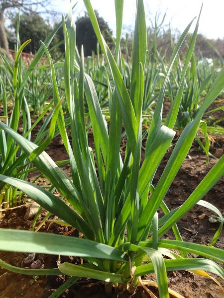 MATA DE AJETE LISTA PARA SER COSECHADA