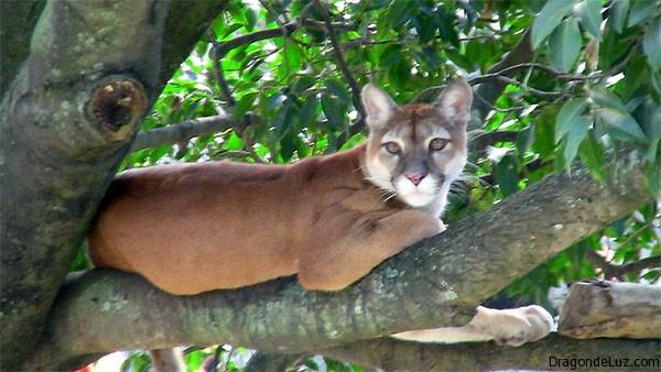 mármol Mal Renunciar Venezuela: Por diversión Matan a un Puma cruelmente en el estado Sucre |  Ecología