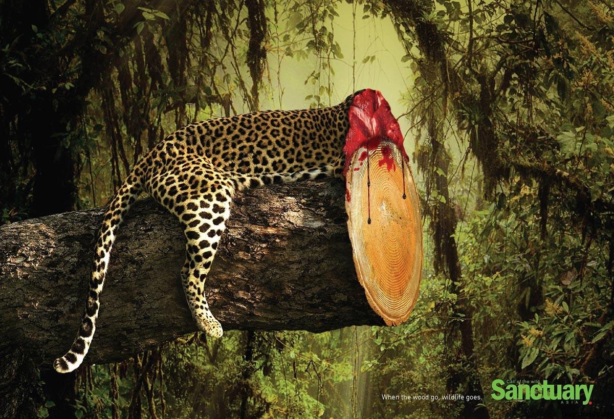 Cuando la madera se va, la fauna también - Jaguar