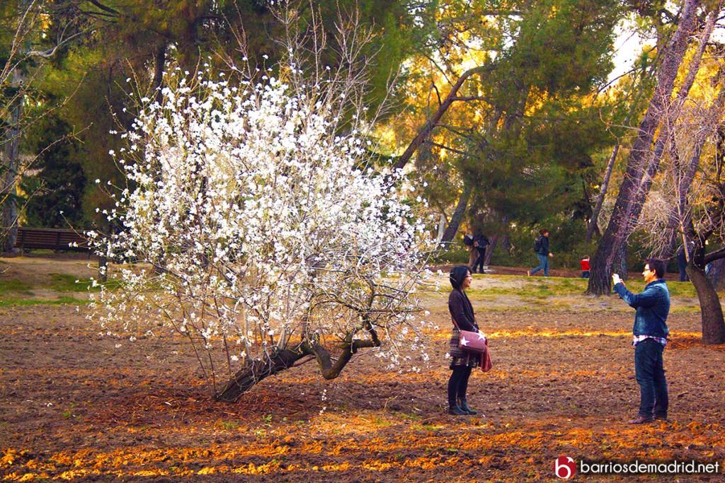 quinta de los molinos cerezos