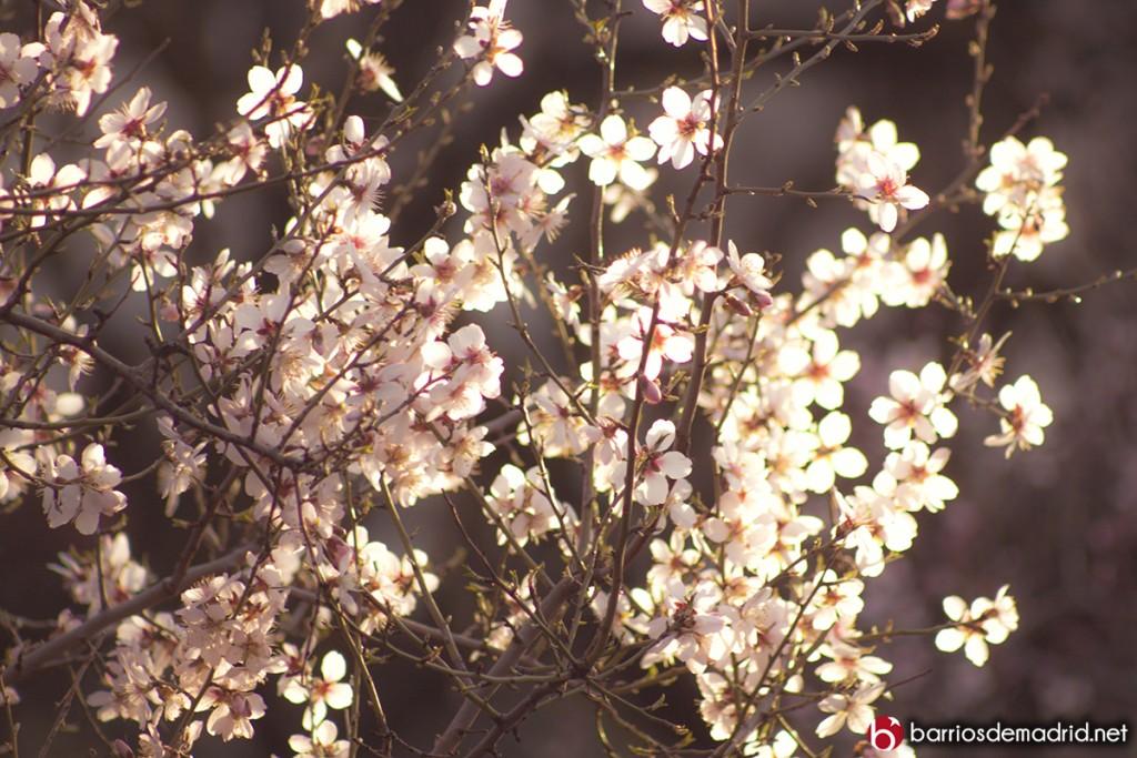 cerezo en flor quinta molinos suances