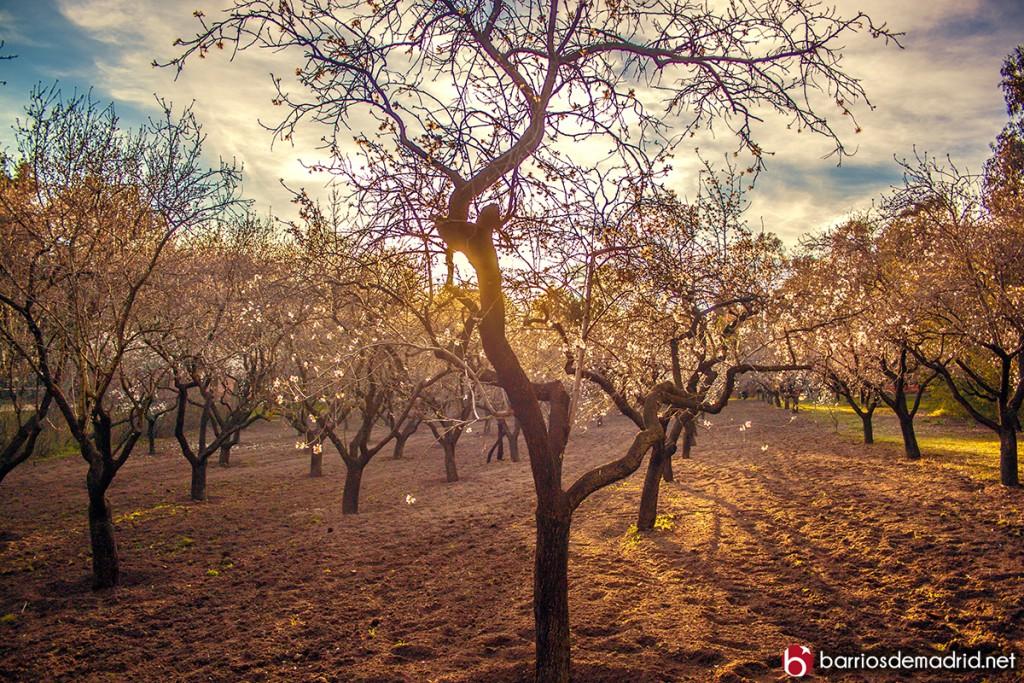 almendros en flor suances