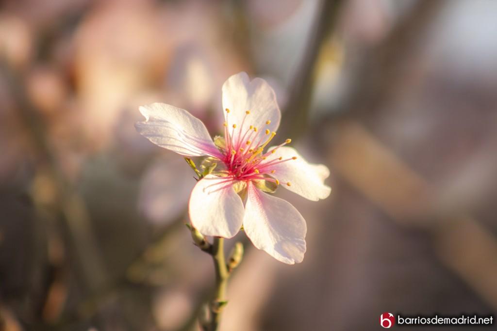 almendro en flo madrid suances