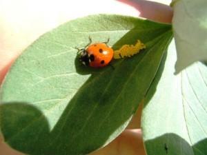 Puesta de huevos de mariquitas