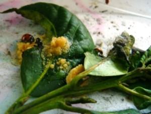 Alimento para mariquitas