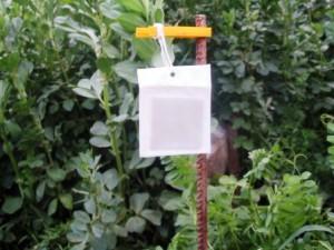 Atrayente de insectos beneficiosos