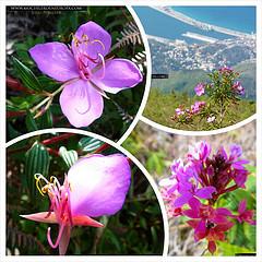 Picacho de Galipán, Ruta de un Pirata
