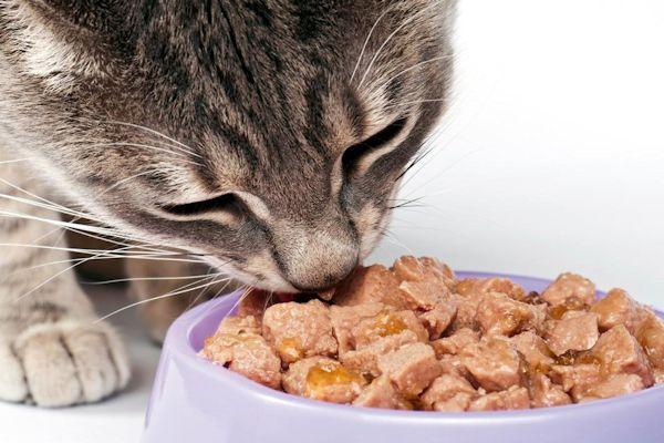 Todo Lo Que Debes Saber Sobre La Alimentación De Gatos